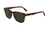 L987S-Lacoste / Brown Tortoise/Green(240) / 53-19-145